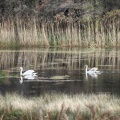 Nov 28 - Swans.jpg