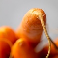 Dec 10 - Carrots.jpg