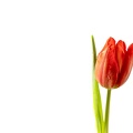 Dec 19 - Tulip.jpg