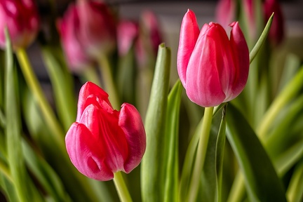 Jan 21 - Tulips