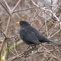 Feb 03 - Blackbird