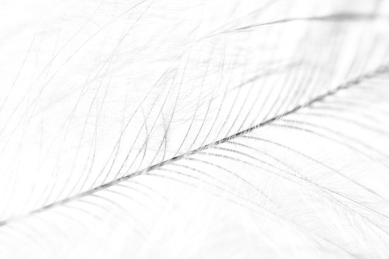 Mar 10 - Feather