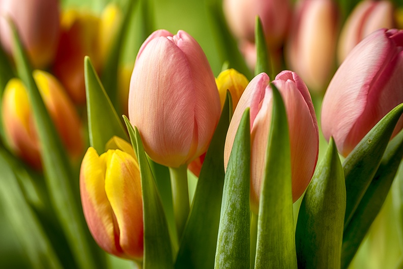Mar 13 - Tulips.jpg
