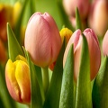 Mar 13 - Tulips