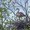 Apr 30 - Wrong nest