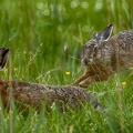 May 08 - Hares.jpg