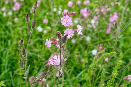 May 20 - Red campion
