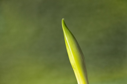 Nov 30 - Bud