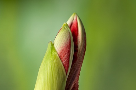 Dec 12 - Bud II
