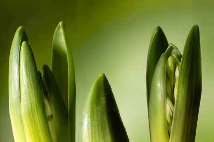 Dec 17 - Hyacinths