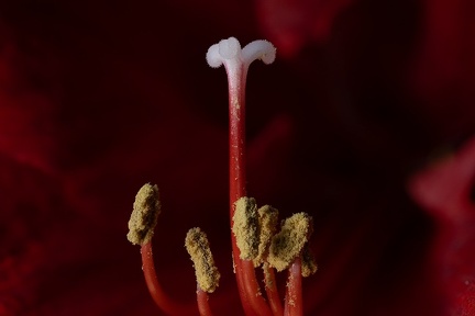 Dec 19 - Amaryllis