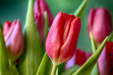Feb 05 - Red and green