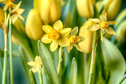Feb 17 - Spring feeling