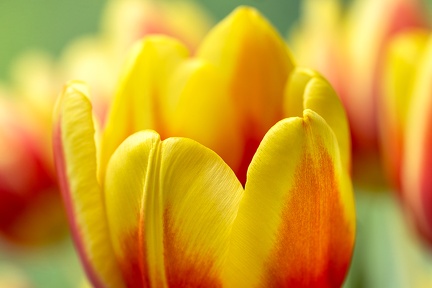 Feb 28 - Yellow and red