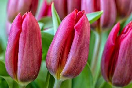 Apr 02 - Tulips