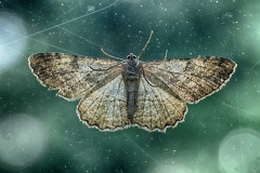 Jul 02 - Moth