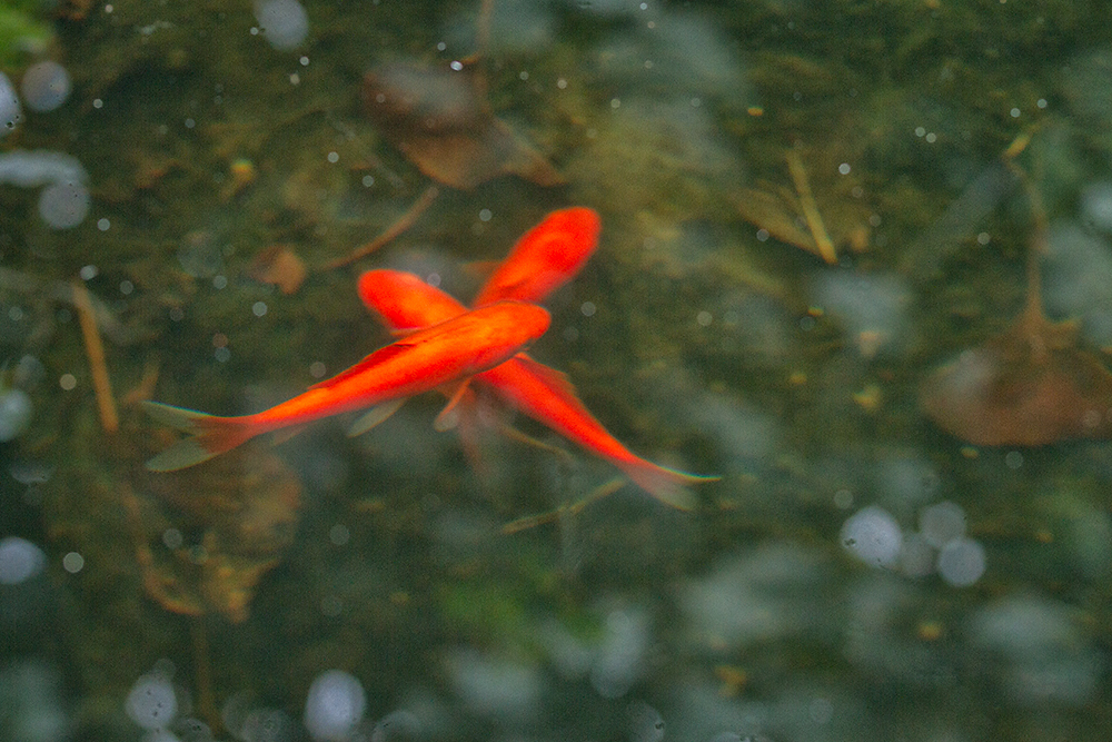 Mar 02 - Fish