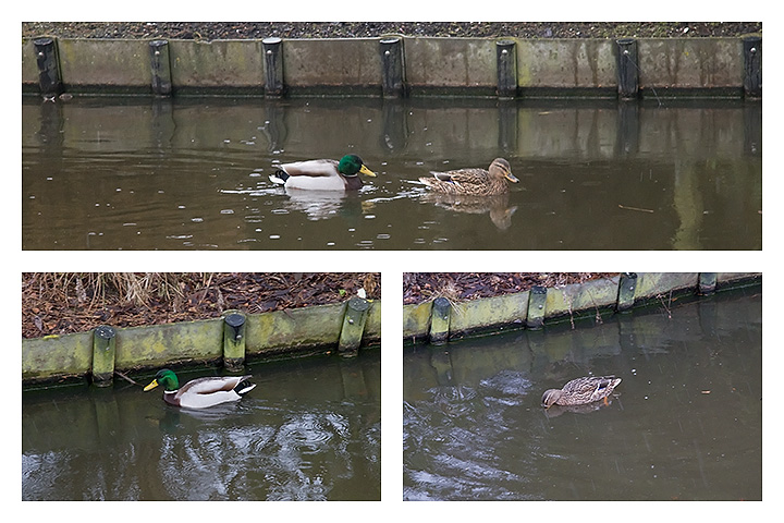 Feb 13 - Ducks