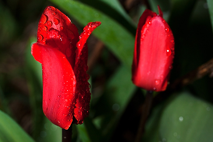 Mar 26 - Tulips.jpg