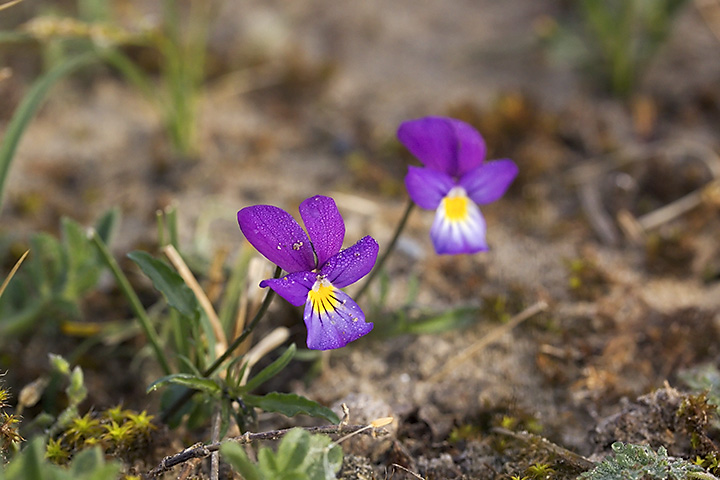 May 19 - Viola curtisii.jpg