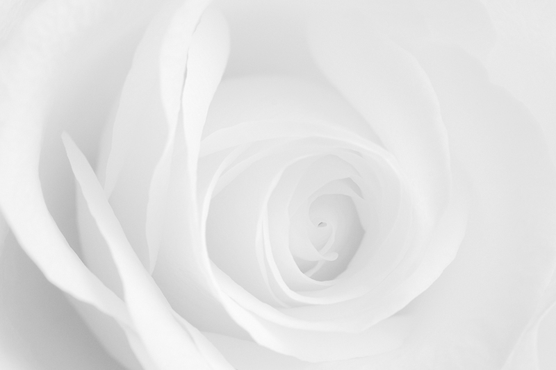 Feb 14 - White rose