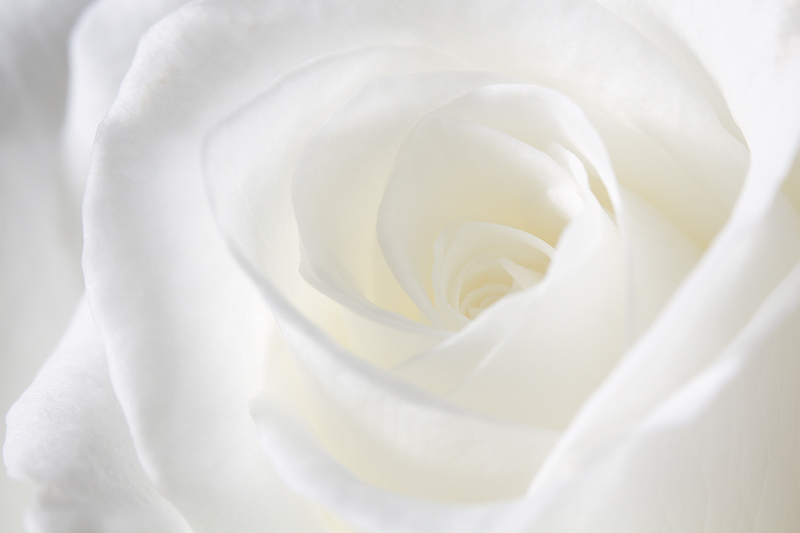 Aug 08 - White rose
