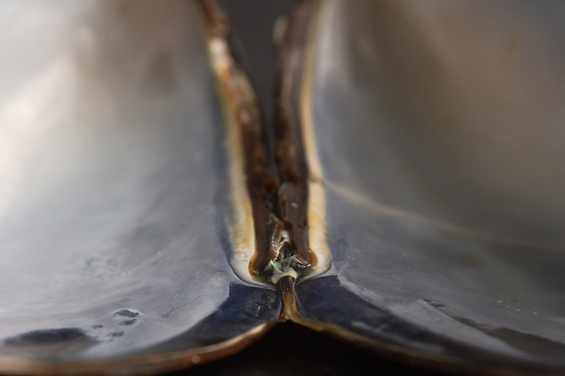 Aug 10 - Mussel shell