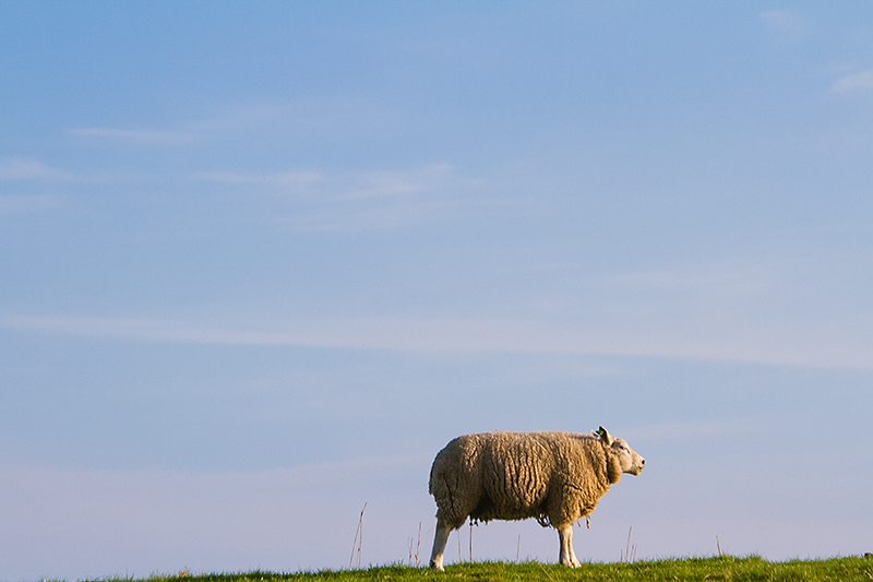 Mar 24 - Sheep