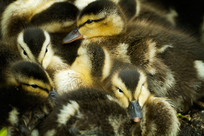May 29 - Ducklings