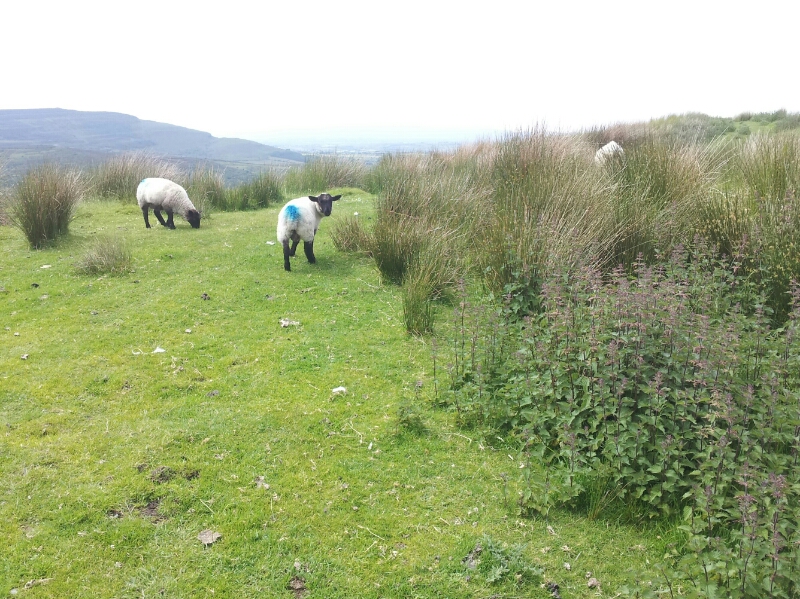 Jun 25 - Sheep 