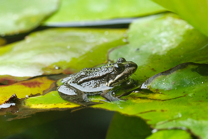 Jun 27 - Frog