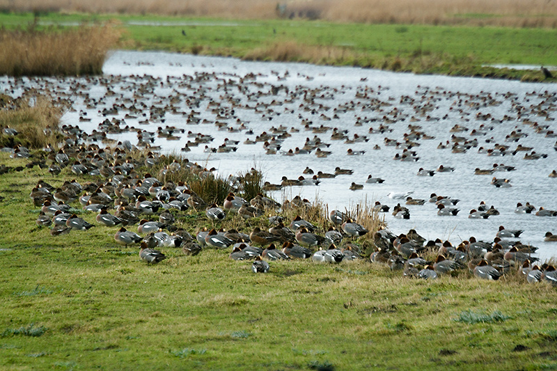 Jan 27 - Ducks, lots of ducks