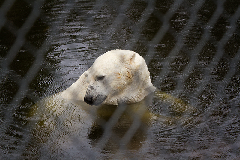 Aug 20 - Polar bear