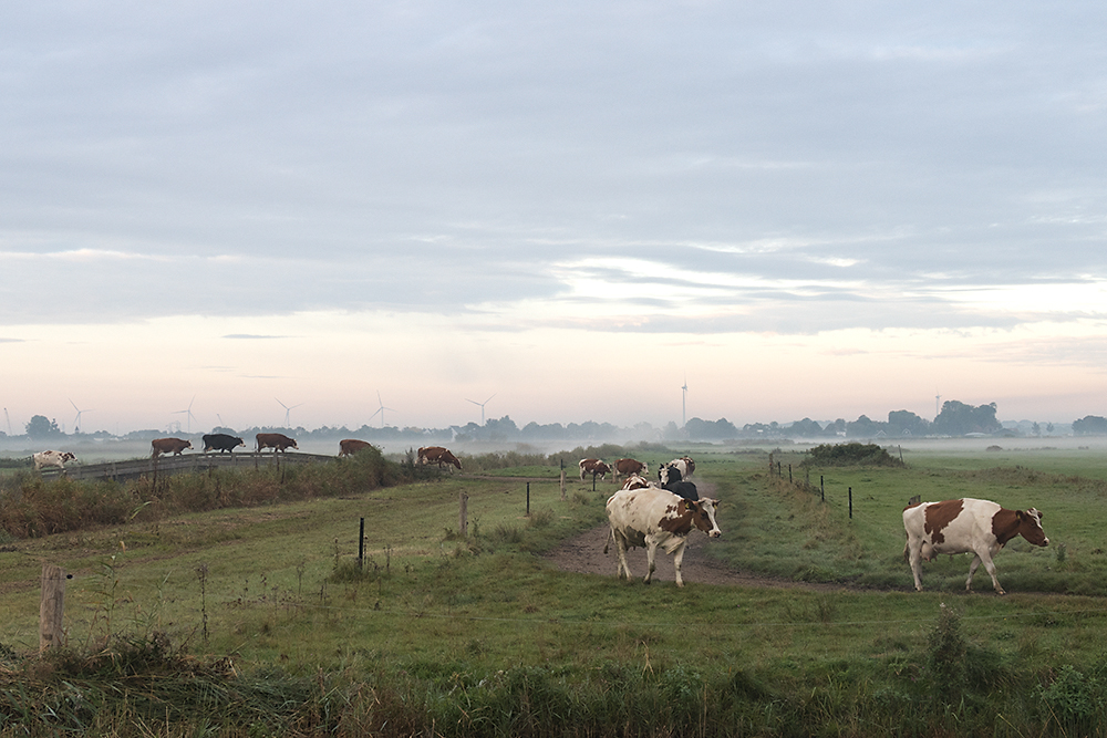 Oct 11 - Walking cows