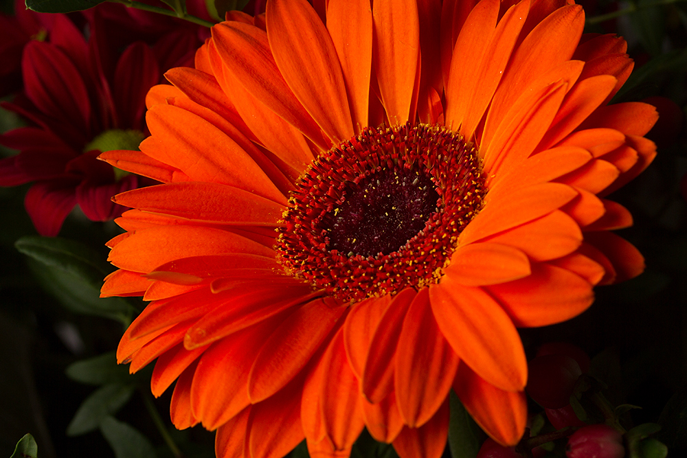 Sep 18 - Orange, the color