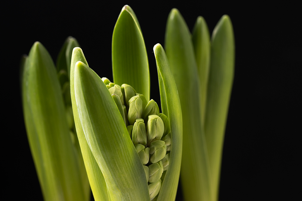 Feb 01 - Hyacinth