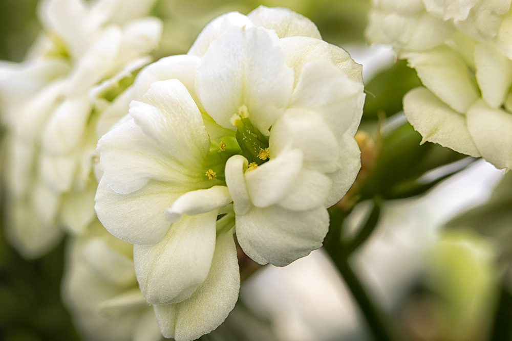 Apr 20 - White flower