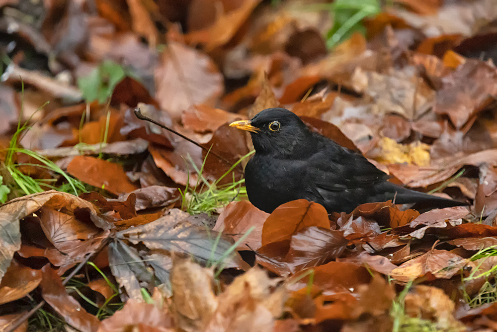 Nov 27 - Blackbird