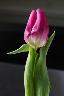 Feb 07 - Tulip