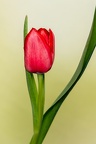 Jan 03 - Tulip