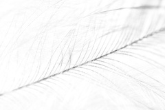Mar 10 - Feather