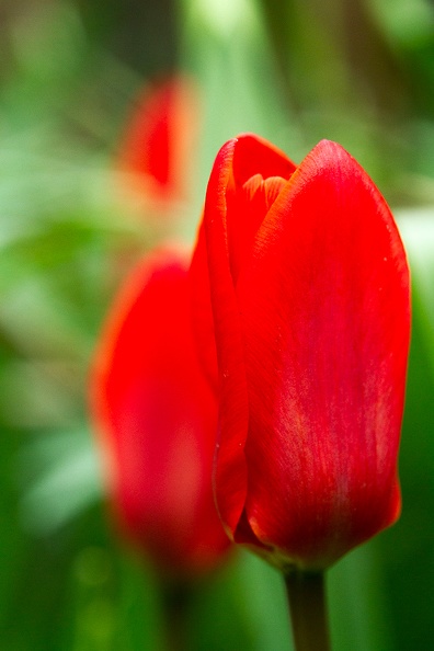 Somewhere hidden in my garden I found some small early tulips.