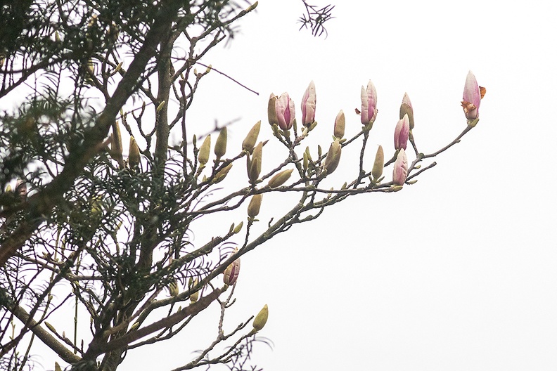The sky was as a gray card today, so the only option was some adjustments to get some color in the magnolia in my front yard