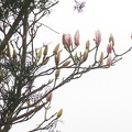 Mar 12 - Magnolia