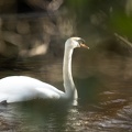 Mar 17 - Swan