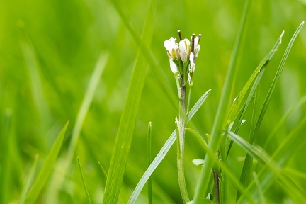 Mar 20 - Green, green grass