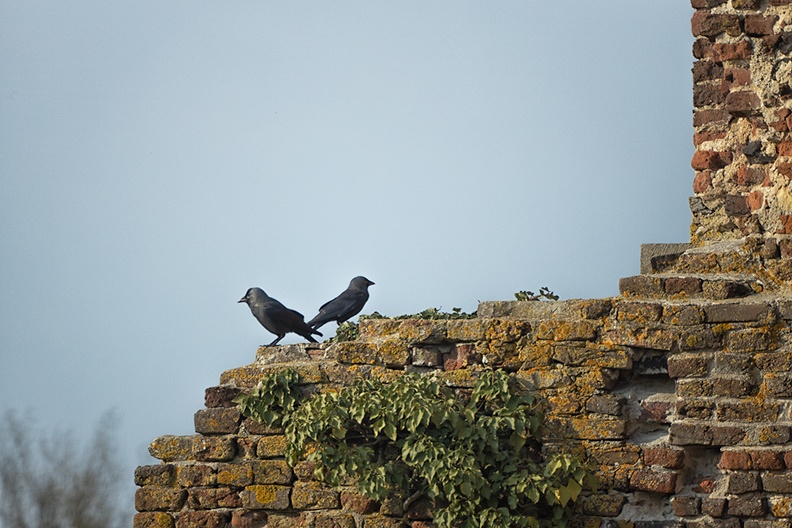 Jackdaws on top of a ruin. View from my sunny  (vacation) garden in the late afternoon