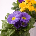 Mar 01 - Violets.jpg