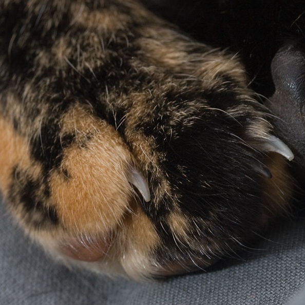Closeup of the foot of a sleeping cat