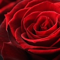 Mar 14 - Red rose